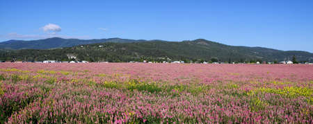 Panoramic view of fields in Montana countryside with pink flowers .の写真素材