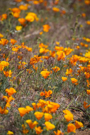 Patch of California Poppy flowers in a meadow during spring time, selective focus.の写真素材