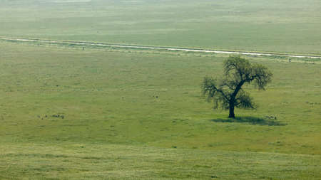 Single tree in the middle of Green meadow.の写真素材