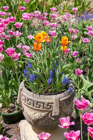 Flower pot with bright color tulip flowers and Hyacinths, selective focus.の写真素材