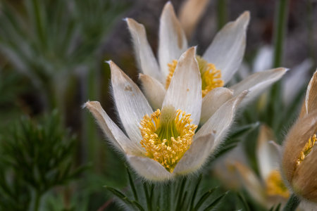 Close up view of white Pasque flowers grows in early spring time.