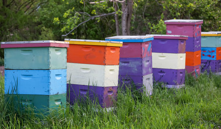 Close up view of colorful honey bee boxes, selective focus.の写真素材