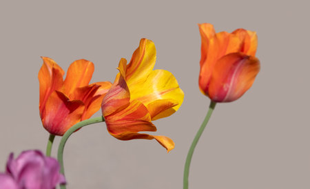 Colorful Tulip flowers against light brown background.の写真素材