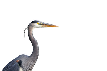 Great blue Heron isolated on white backgroundの写真素材