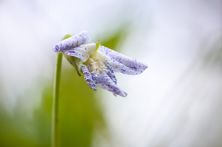 Close up shot of tiny Baby blue eye annual flower.の写真素材