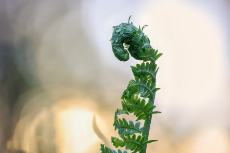 Fresh young fern plant against sunset skyの写真素材