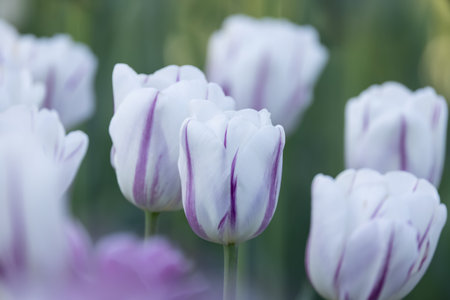 Close up view of white and purple colored Tulip flowers, selective focus.の写真素材
