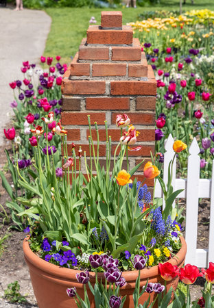 Flower pot with bright color tulip flowers and Hyacinths, selective focus.の写真素材