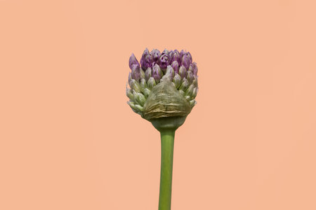 New growth of Allium flower bud isolated on orange backgroundの写真素材