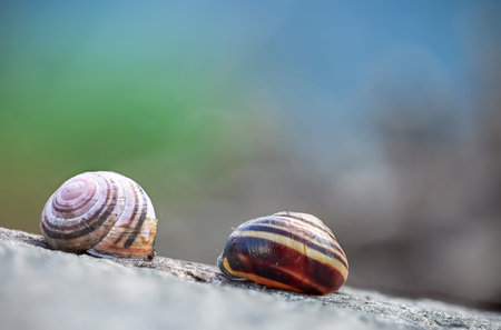 Two snail shells on the rock close up shotの写真素材