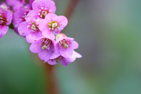 Close up view of Primrose flowers with shallow depth of fieldの写真素材