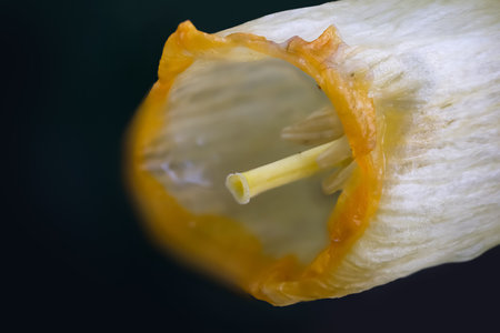 Extreme close up shot of Daffodil flower on black backgroundの写真素材