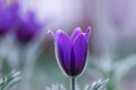 Close up view of Pasque wildflower bud with shallow depth of field.の写真素材