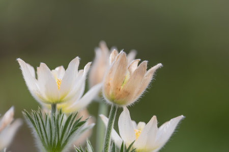 Close up view of white Pasque flowers grows in early spring time.の写真素材