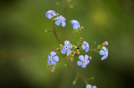Close up view of forget me not flowers in meadow , focus stacked imageの写真素材