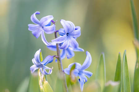 Close up view of Hyacinth plant in the garden .の写真素材