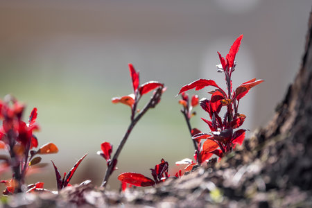 Young plants freshly grown in spring time.の写真素材