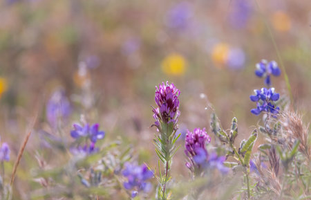 Close up view of purple Indian paintbrush wildflowers in the meadowの写真素材