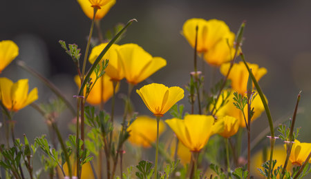 Close up view of California poppy flowers, selective focus.の写真素材