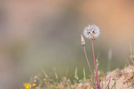 Close up view of dandelion plant .の写真素材