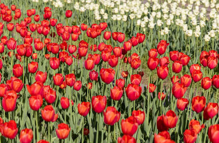 Bright red color Tulip flowers at Windmill island Gardens in Holland, Michigan.Selective focusの写真素材
