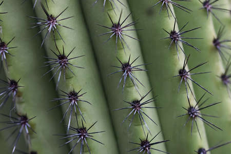 Close up shot of spiny ridges of Cactus plantの写真素材