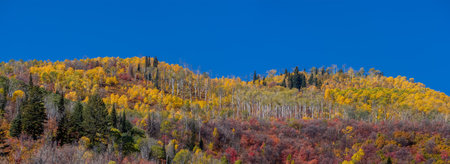 Panoramic view of Fall foliage on mountain peaks in Wasatch mountain state park.の写真素材