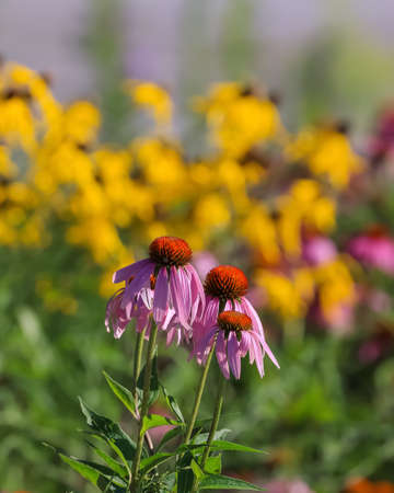 Close up shot of purple cone flowers in the garden, selective focus.の写真素材