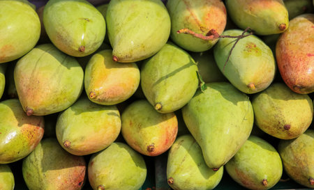 Stack of fresh mangos up for sale in the market, selective focus.の写真素材