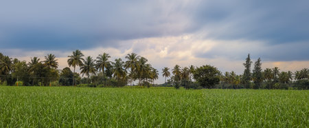 Panoramic view of a rural agricultural landscape in Karnataka, India. Tall palm trees in the middle of lush green paddy fields.の写真素材