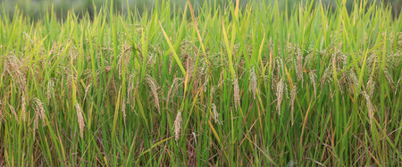 Close up and panoramic view of rice field in rural India.の写真素材