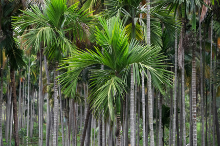 Trees of Beatles nut plantation in Southern India state Karnataka.の写真素材