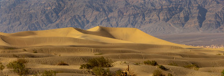 Panoramic view of Mesquite Flat Sand Dunes in Death Valley national park.の写真素材