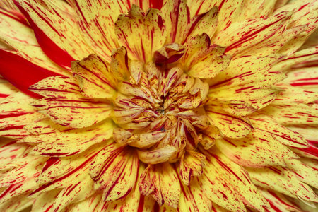 Close up view of Yellow and red color Dahlia flower details.の写真素材