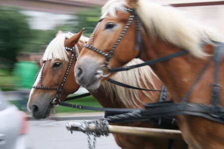 	Horses at full tiltの写真素材