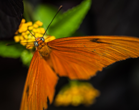 Beautiful Butterfly Isolated on a green backgroundの写真素材