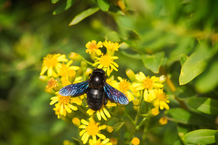 A big European carpenter bee (Xylocopa violacea) pollinating flowers
