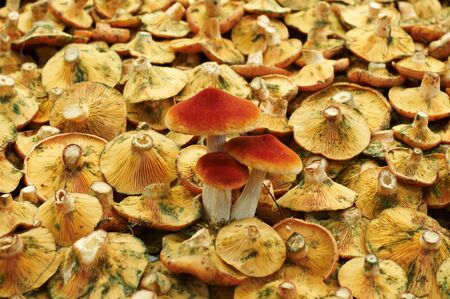 Wild mushrooms at Boqueria market, Barcelona, Spainの写真素材