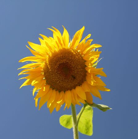 Yellow sunflower, nature, summer, flower, blue skyの写真素材