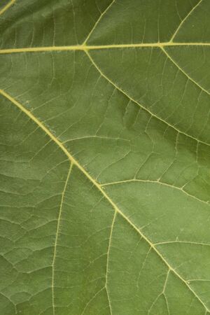 Green maple leaf background close upの写真素材