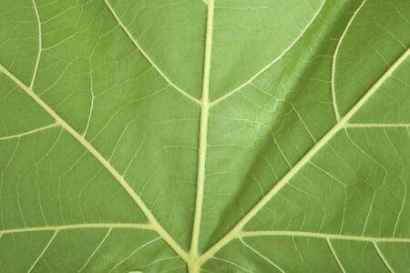 Green maple leaf background close upの写真素材