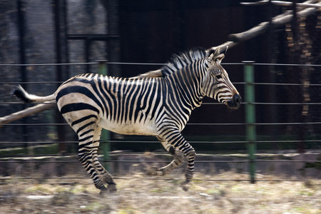 Skipping zebra, animal, black and white stripの写真素材