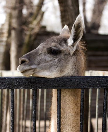 Head of llama, looking at, animal, fenceの写真素材