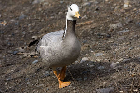One wild geese, bird, animal, natureの写真素材