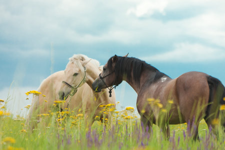 Two horses eat a green grass in the field