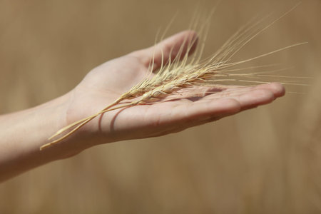 Man's hand holding a spike on the background field