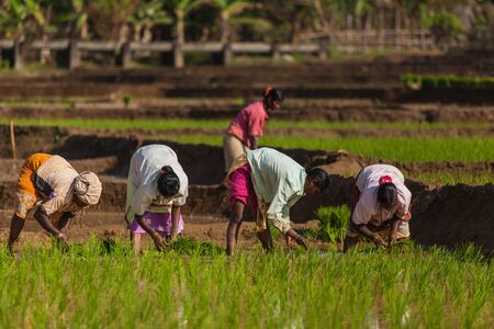 Rice plantations in India, women and men workのeditorial素材