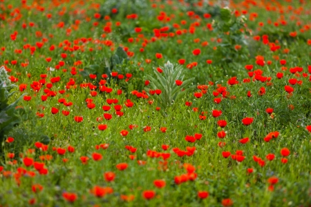 Small red poppy flowers among green grassの写真素材
