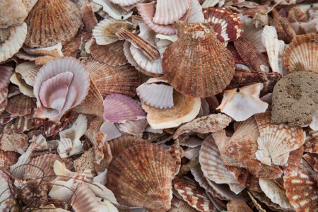 Beach strewn with sea shells, pattern