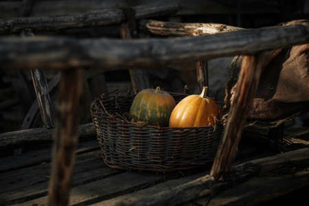 Fresh pumpkins in a wicker basketの写真素材